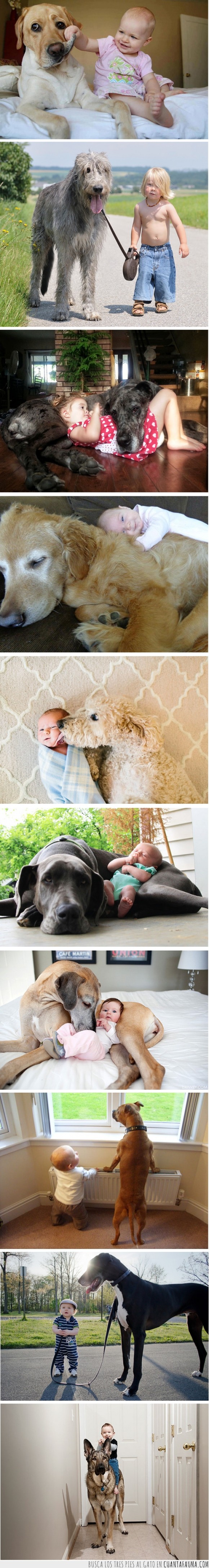 amistad,cariño,protección,amigo,mascota,bebé,can,perro